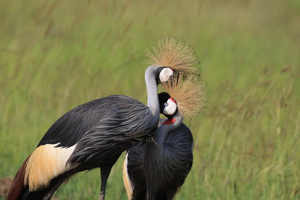 What is the Best Time to Visit Uganda for Safari.