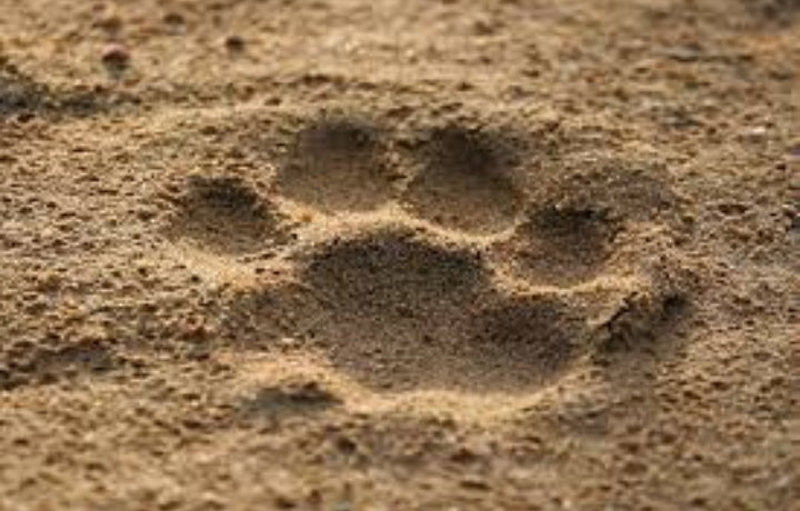 What is the Best Time to Visit Uganda for Safari.