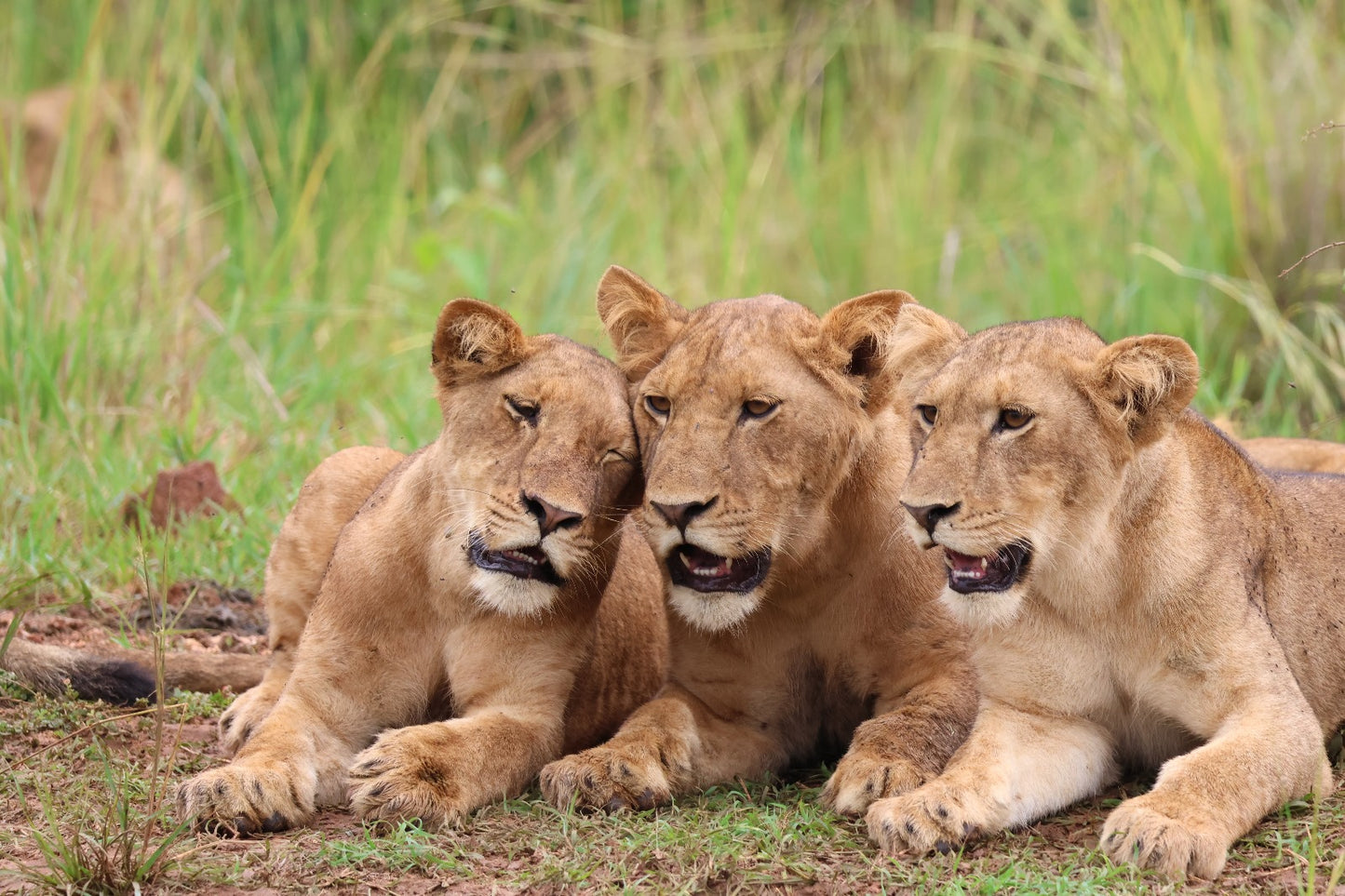 Wild Wonders Expedition-10 Days Safari