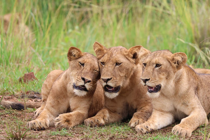 Wild Wonders Expedition-10 Days Safari