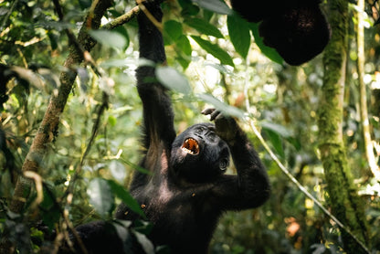 Uganda-Entdeckungsreise – 15 Tage: Das Beste von Uganda