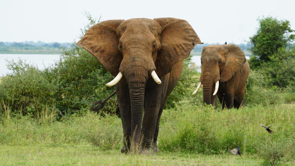 Uganda Discovery Odyssey -15 Days Best of Uganda