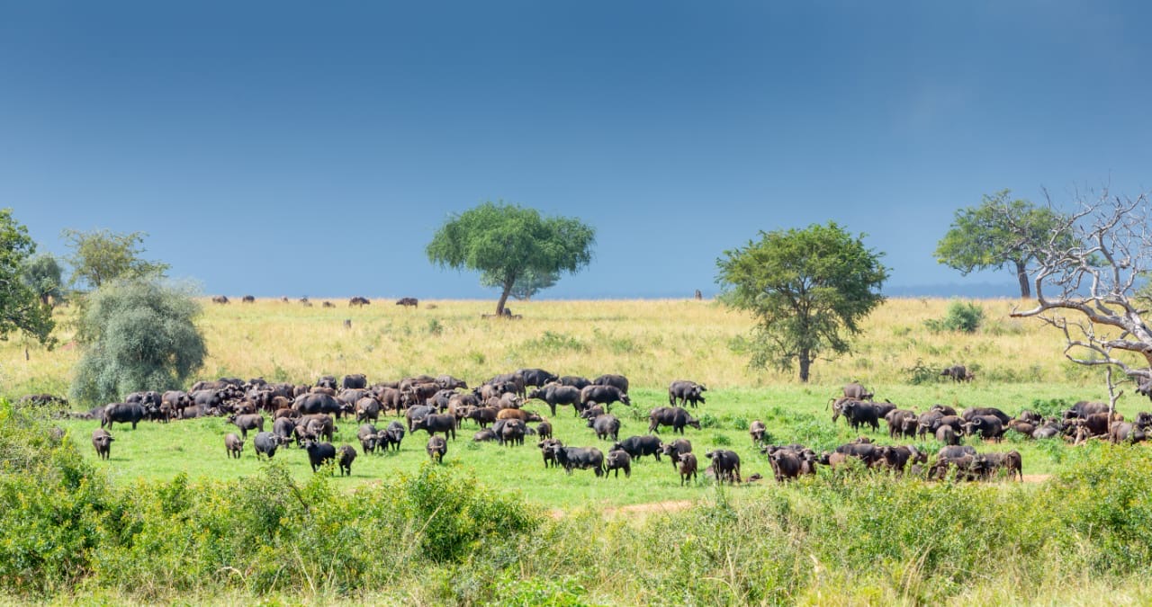 Primate & Plains Explorer -7 Days of Uganda