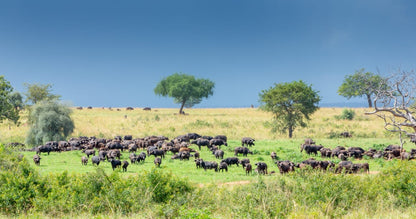 Primate & Plains Explorer -7 Days of Uganda