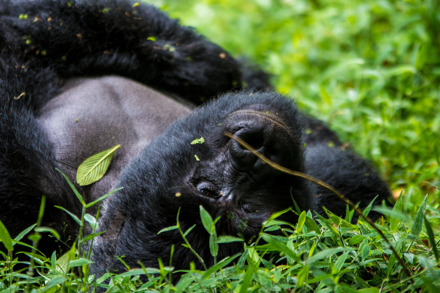 Wild Wonders Expedition-10 Days Safari