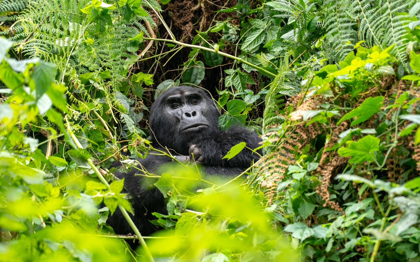 Wild Wonders Expedition-10 Days Safari