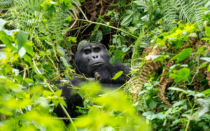 Wild Wonders Expedition-10 Days Safari