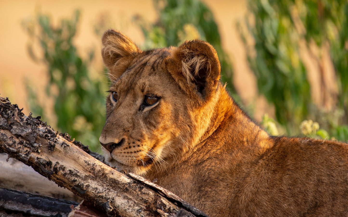 Wild Wonders Expedition-10 Days Safari