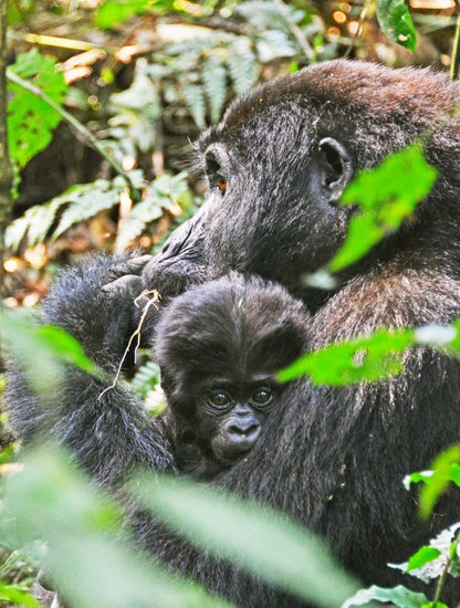 Mountain Gorillas of Uganda – 5 Days Safari Itinerary