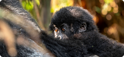 Wild Wonders Expedition-10 Days Safari