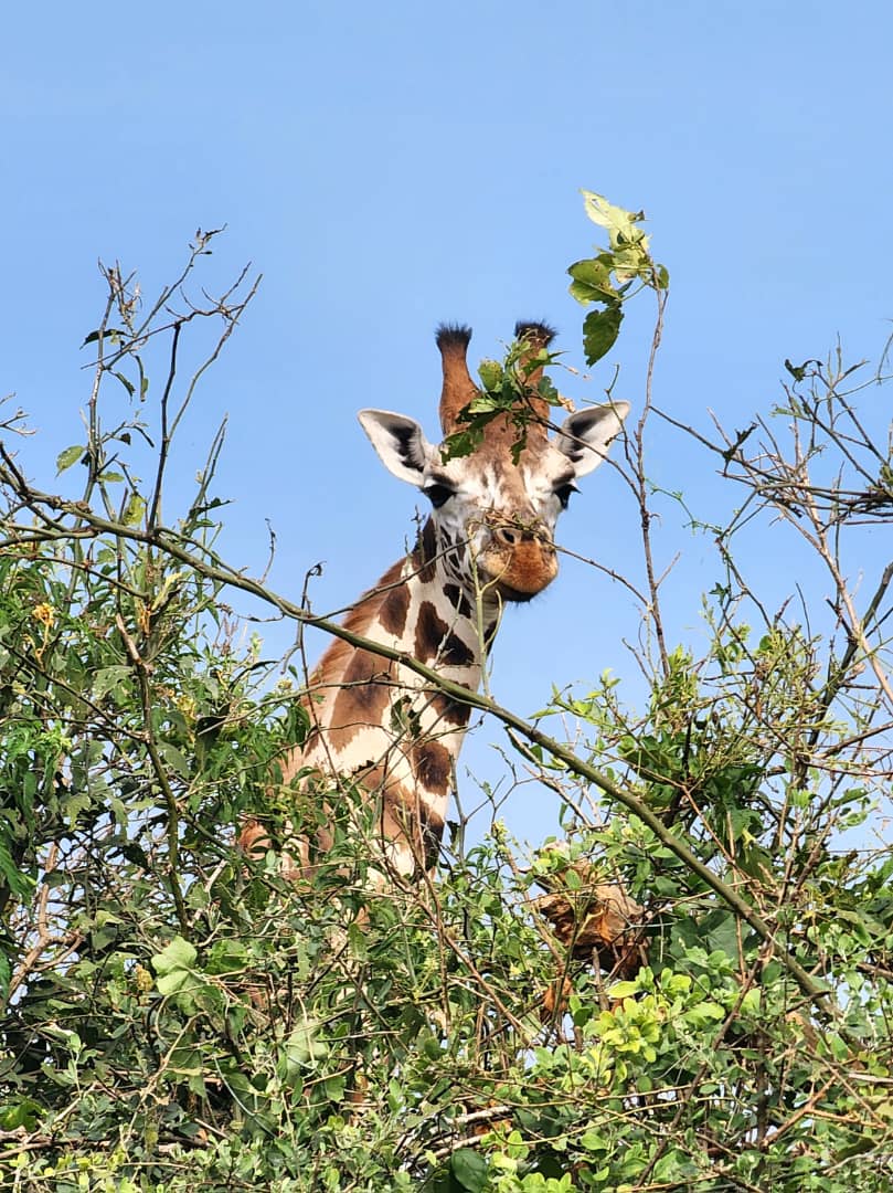 Wild Wonders Expedition-10 Days Safari