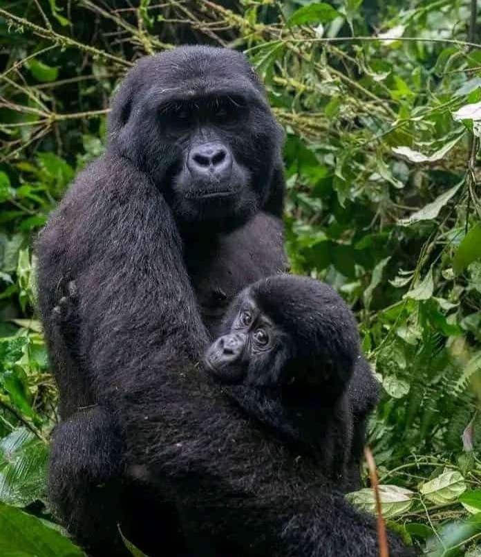 Wild Wonders Expedition-10 Days Safari