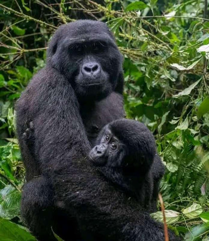 Wild Wonders Expedition-10 Days Safari