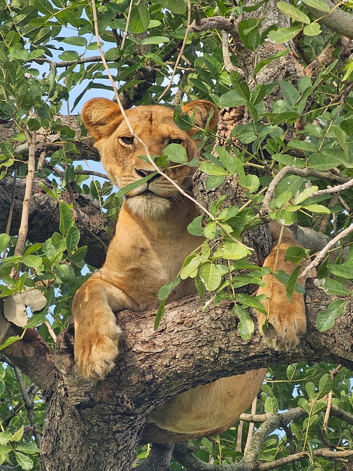 Uganda-Entdeckungsreise – 15 Tage: Das Beste von Uganda